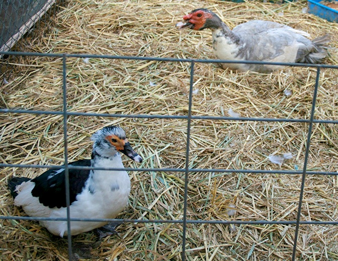 Pancake and Traveleress in enclosure