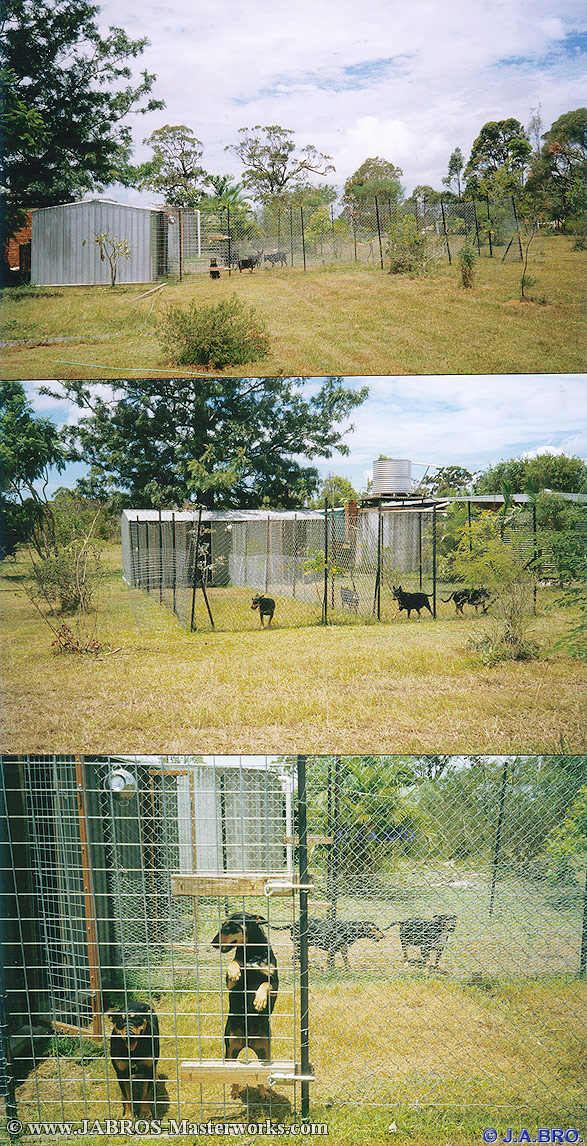 Our Female Pups In Their Kennels & Runs.... Please wait while collage loads