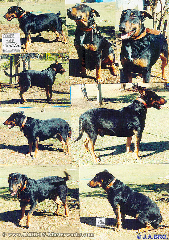 Our Dog, "Dober".... Please wait while collage loads