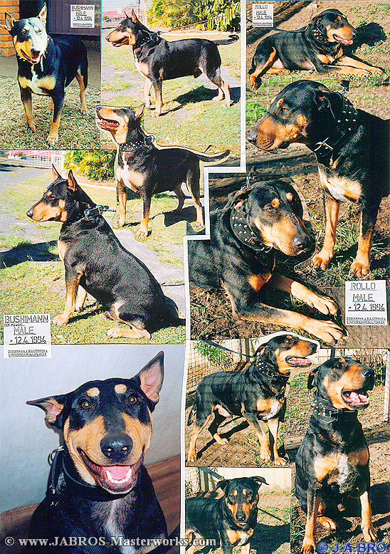 Our Dogs, "Bushyman" & "Rollo".... Please wait while collage loads