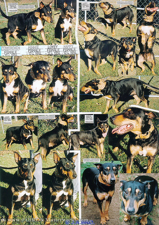 Our Dogs, "Mrs. Power", "Lovey", "Happy" and "Minnie".... Please wait while collage loads