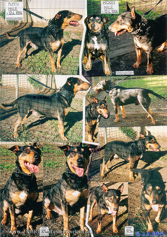 Our Dogs, "Puppo" & "Mickey".... Please wait while collage loads