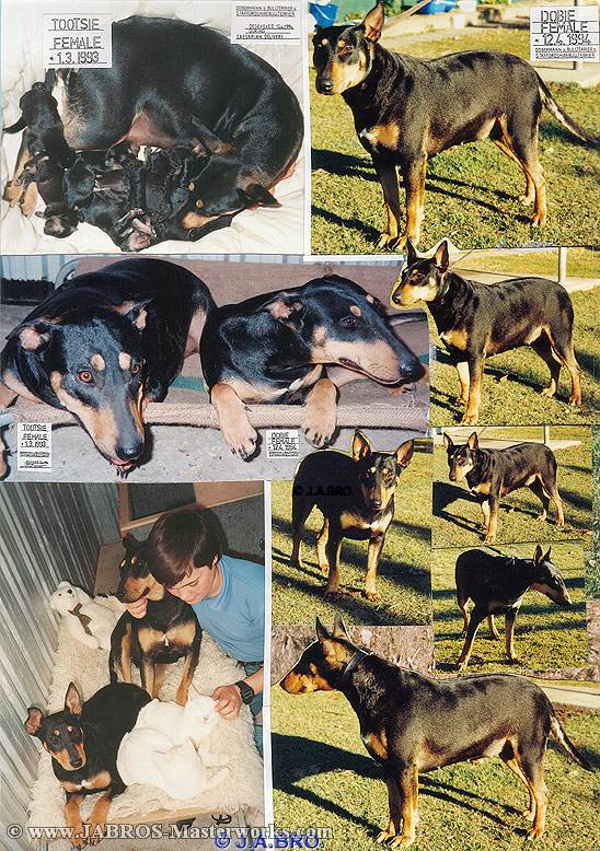 Our Dogs, "Tootsie" & "Dobie".... Please wait while collage loads