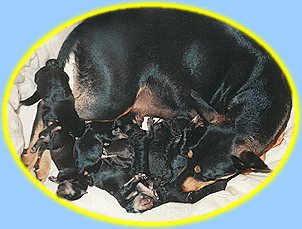 Tootsie with her newborn puppies